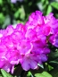 Preview: Mairol Rhododendronwohl 1 Liter