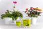 Preview: Saniflor Flowertablets