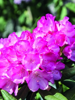 Mairol Rhododendronwohl 1 Liter