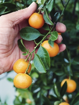 Mairol Citrusenergie - Zitrusdünger